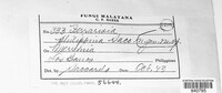 Ferrarisia philippina image